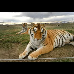 Tigers rescued  from Joe Exotic aka The Tiger King Joe