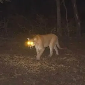 bruiser wolf mountain lion