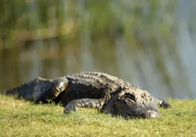 Chris Graythen/Getty Images